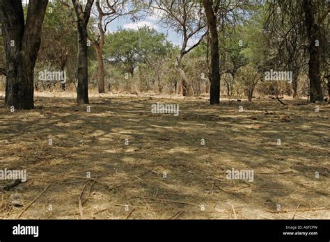 Ruaha National Park Tanzania Miombo Woodland Landscape Stock Photo Alamy