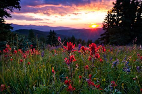 Wildflowers In Mountain Meadow At Sunset Stock Photo