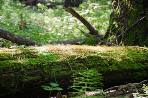 The Trunk Of A Fallen Tree Covered With Moss In The Bright Sunlight