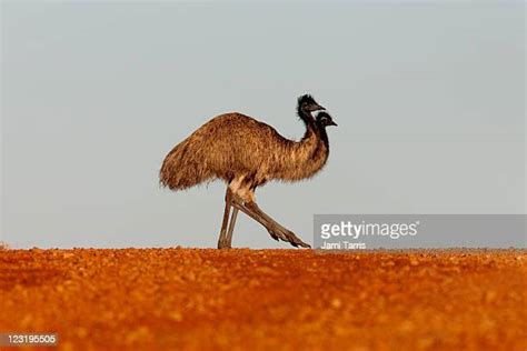 Emu Photos And Premium High Res Pictures Getty Images