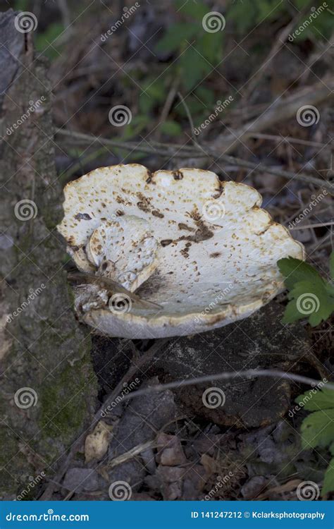 Alabama Wild Mushroom Generic Stock Photo Image Of Plants County