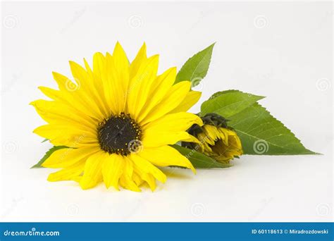 Słoneczniki Helianthus Obraz Stock Obraz Złożonej Z Botanika 60118613