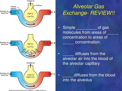 Ppt Lobes Of The Lungs Powerpoint Presentation Free Download Id