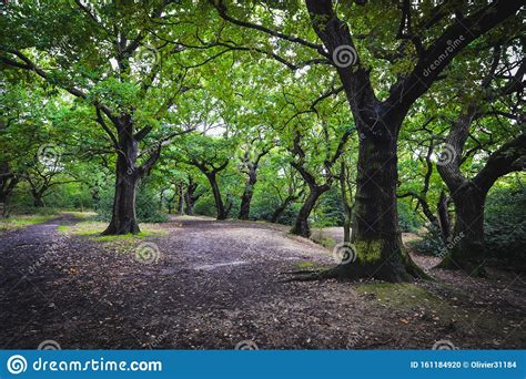 Epping Forest In London Uk Stock Photo Image Of Leaf English 161184920