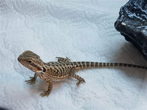 Baby bearded dragons will grow to 90% of their full length in the first 12 months so to support that rapid growth they need to eat a lot of food. 1 x Baby Bearded Dragon | in Great Yarmouth, Norfolk | Gumtree