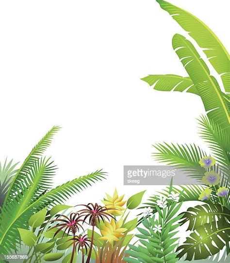 Jungle Border Vector Photos And Premium High Res Pictures Getty Images