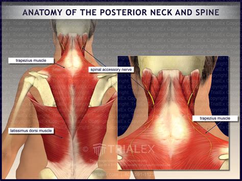 Anatomy Of The Posterior Neck And Spine Trialexhibits Inc