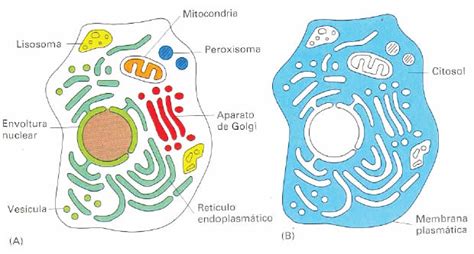 Estructuras Citoplasmáticas Blog De Biología