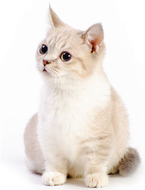 The munchkin cat or sausage cat is a newer breed of cat characterized by its very short legs, which are caused by a natural genetic mutation. The Munchkin Cat - Cat Breeds Encyclopedia