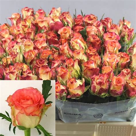 Rose Duett 60cm Wholesale Dutch Flowers And Florist Supplies Uk