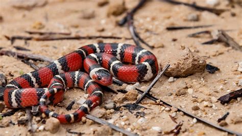 King Snake Habitat Checklist