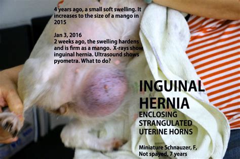 Inguinal Hernia Dog Surgery