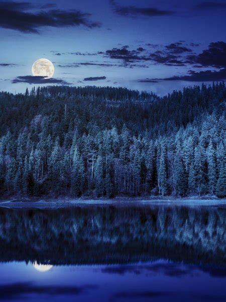 Pine Forest Near The Mountain Lake At Night — Stock Photo © Pellinni