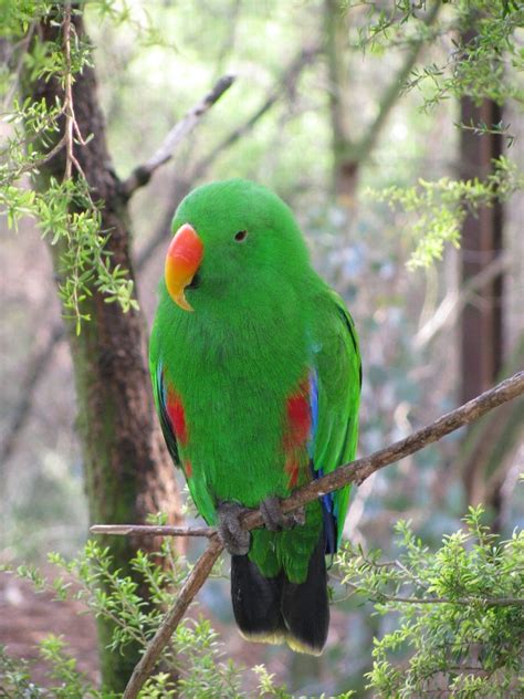 Male Eclectus Parrot Free Photo Download Freeimages