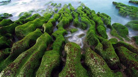 Moss Full Hd Wallpaper And Background Image 1920x1080 Id297271