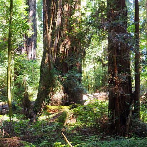 We did not find results for: Return to Big Hendy at Hendy Woods State Park - Lonely Hiker