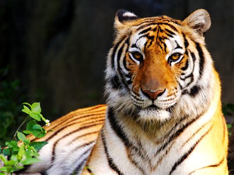 Colors Of Nature Tiger Hd Wallpapers Desktop Wallpapers