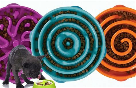 Slow down cat feeders are specifically designed to help your pet eat slower. 11 Best Slow Feeder Dog Bowls Reviewed In 2019 | Dog bowls ...