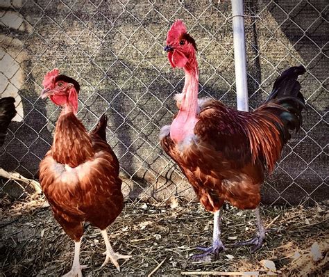 UNIQUE SIX 6 Transylvanian Naked Neck Turken Chicken Eggs NEW