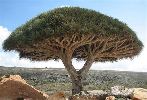 10 Most Amazing Trees In The World 10 Most Today