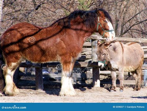 Horse And Donkey Stock Image Image Of Barn Farming Donkey 559037