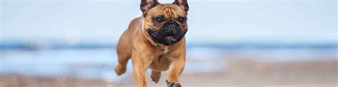 Kountrykennels.com is tracked by us since january, 2020. WoofBeach Sands Dog Services | Professional Dog Care ...