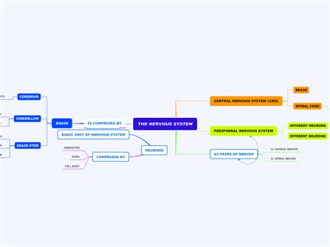 The Nervous System Mind Map