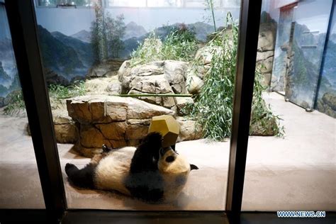 Us National Zoo Holds Housewarming Event Inside Giant Panda House