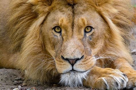 Free Image On Pixabay Lion Male Close Up Staring Animals Kitten