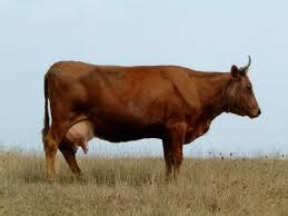 إذا رأيت أنك تشتري لحم البقر وتأكله فذلك يدل على أنه سيمرض. تفسير حلم البقر- تفسير المنام