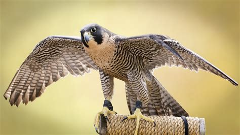 Falcon Full Hd Wallpaper And Background Image 1920x1080 Id556263
