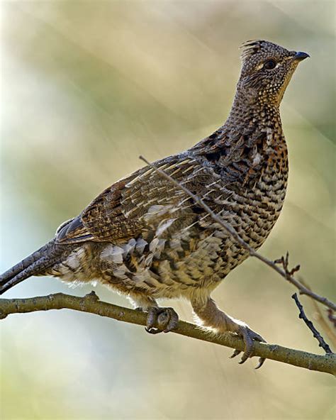 Ruffed Grouse Stock Photos Pictures And Royalty Free Images Istock