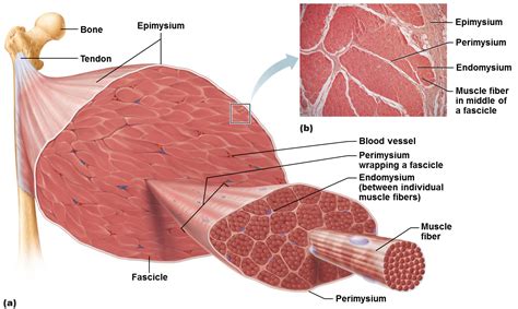 Muscular system muscles of the human body human muscle system functions diagram facts britannica Informational diagram of skeletal muscle | Human anatomy ...