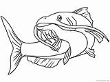 Catfish Coloring4free sketch template