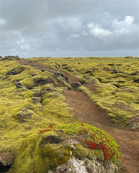 Eldhraun Lava Field Iceland Riz