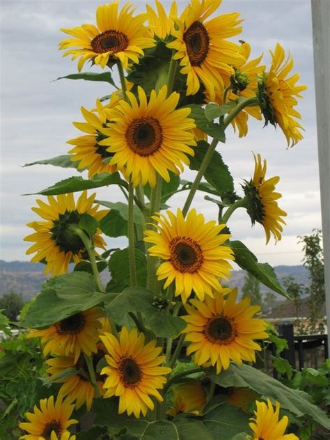 Sunflowers Planta De Girasol Fotografía De Girasol Flores Bonitas