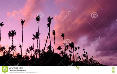 Lilac Purple Sunset Over The Atlantic Ocean Silhouettes Of Palm Trees