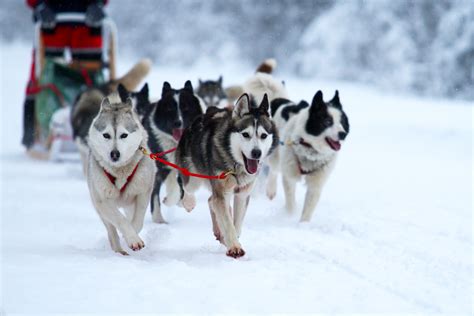 Un traîneau à chien est un traîneau conçu pour être tiré par un ou plusieurs chiens pour voyager sur la glace ou la neige. Colonie de vacances Chiens de traineaux - Eole Loisirs