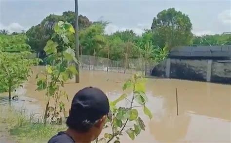 Tembok Penangkaran Buaya Di Batu Bara Sumut Jebol Diterjang Banjir