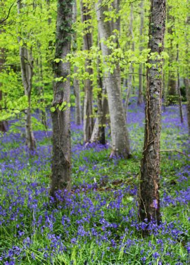 Top Places To See Bluebells In Spring Visit Wales