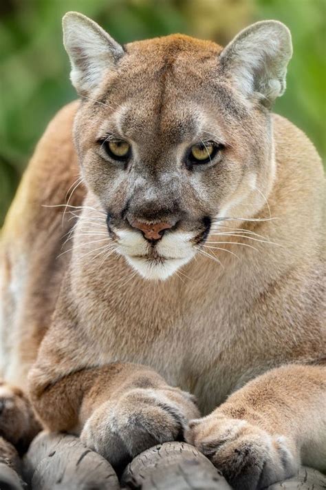 Vertical Closeup Shot Of A North American Cougar Puma Concolor Couguar