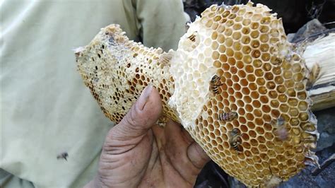 Wild Honey Bee Of The Philippines 🇵🇭 Youtube