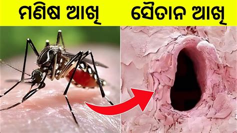 Amazing Facts Odia Odisha Current Affairs Odia Gk Top