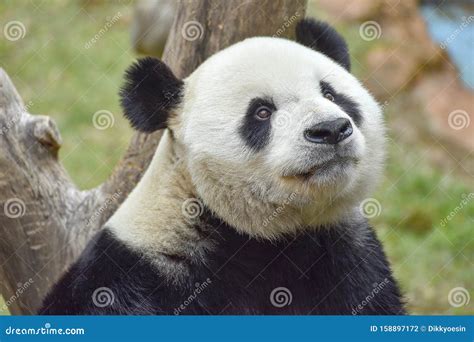 Little Panda Bear Stock Photo Image Of Bamboo Tree 158897172