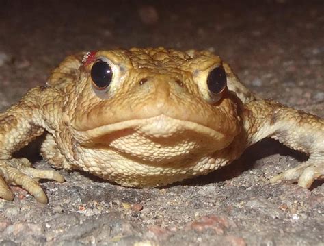 Mersea Wildlife Toad Face