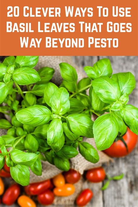 20 Clever Ways To Use Basil Leaves That Goes Way Beyond Pesto Fresh