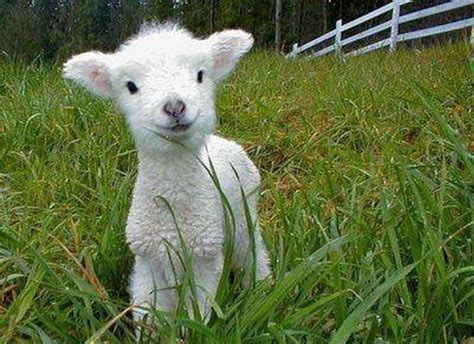 This Baby Lamb Is So Cute Aww