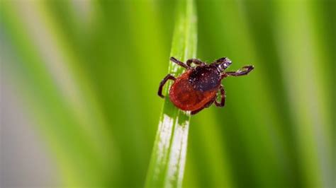 Can Tick Bites Actually Lead To Beef Allergies