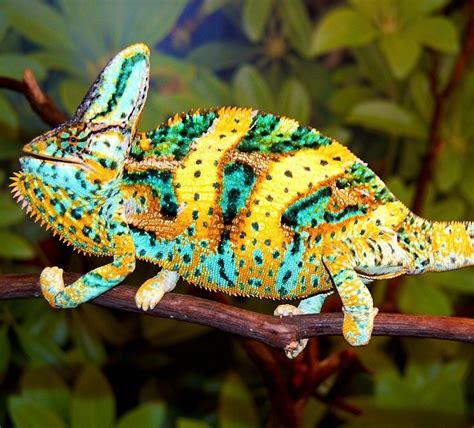 Veiled Chameleon Facts And Pictures Reptile Fact