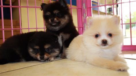 Gorgeous Pomeranian Puppies For Sale Georgia Local Breeders Near